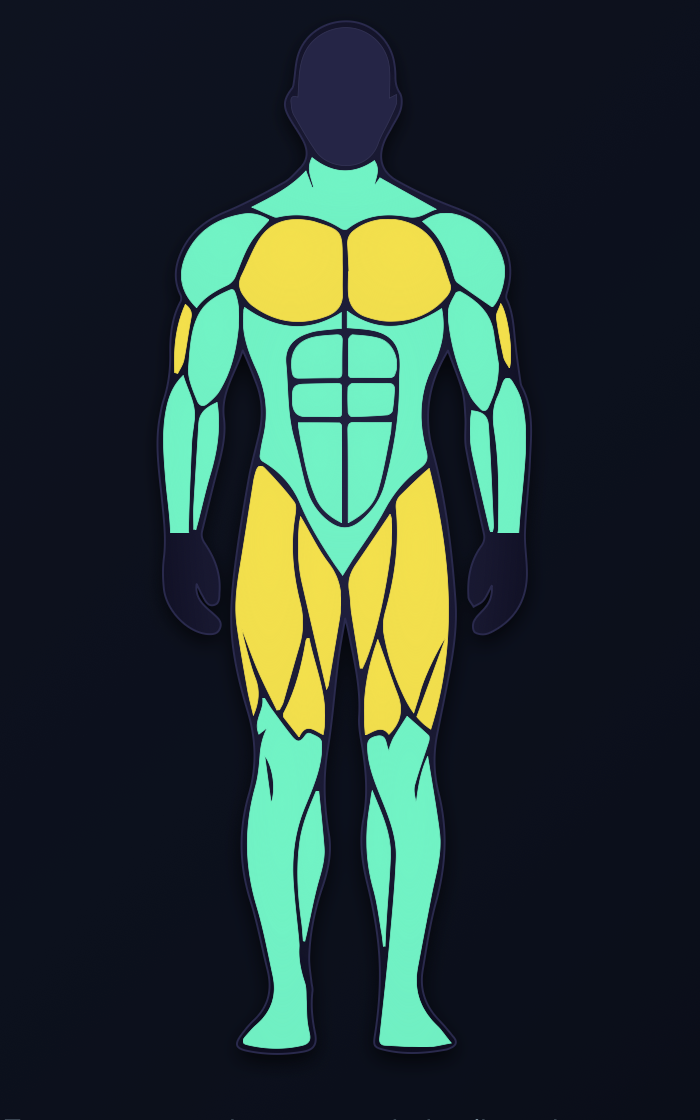 Muscle rank map — teal muscle groups are at the current tier, yellow are the ones lifting toward the next